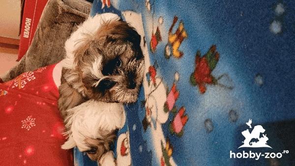 Shih Tzu,rasă pură,băiețel