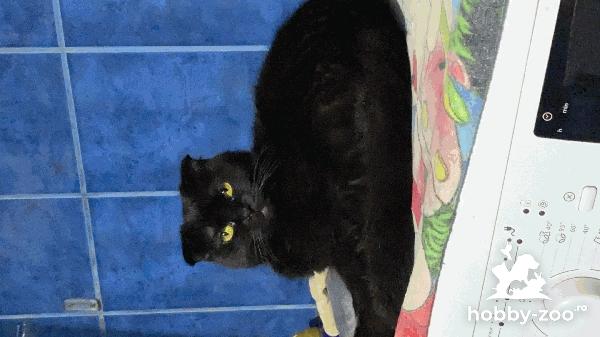Blacky isi cauta partener