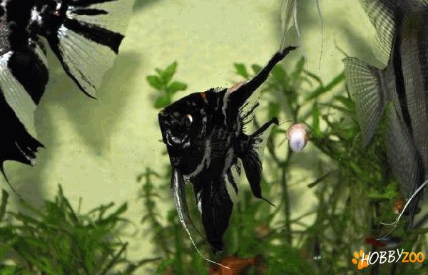 vanzare pestele scalar