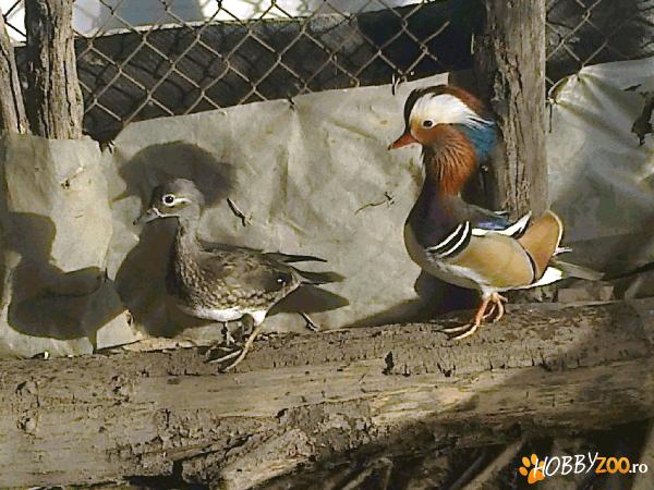 Vand sau schimb ratoi mandarin