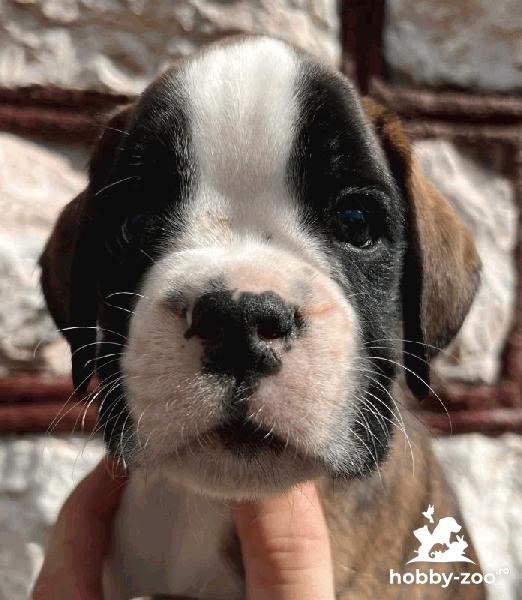 Boxer catelusi de vanzare