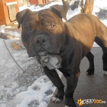Amstaff masiv pentru monta