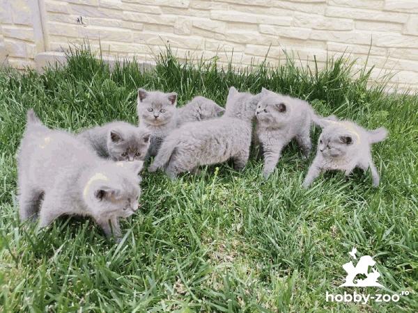 British shorthair blue 