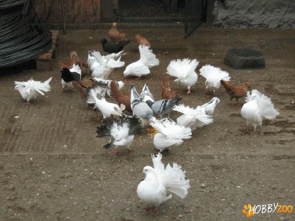 Vand Voltati (Rotati)