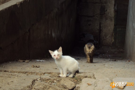 Pisic alb spre adoptie