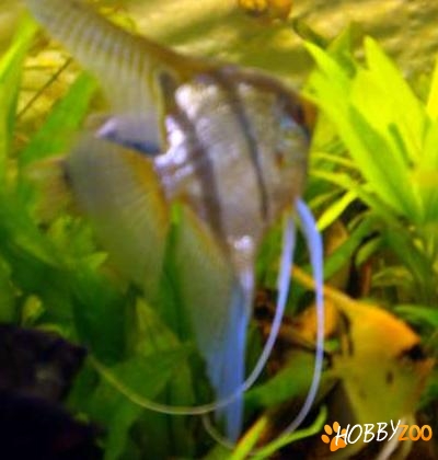 Pterophyllum scalare