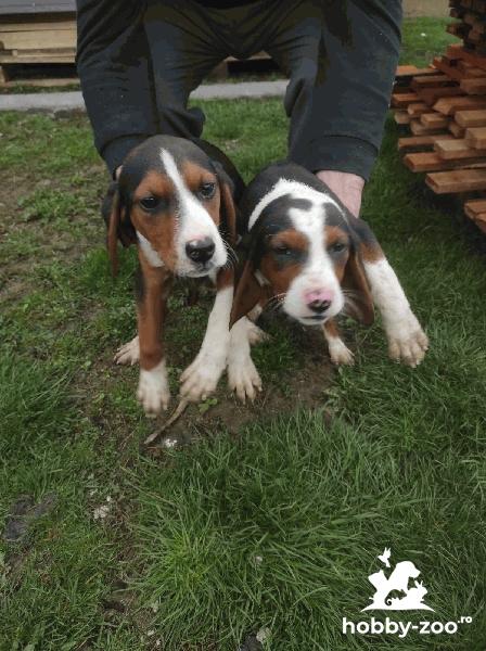 Hound tricolor sârbesc