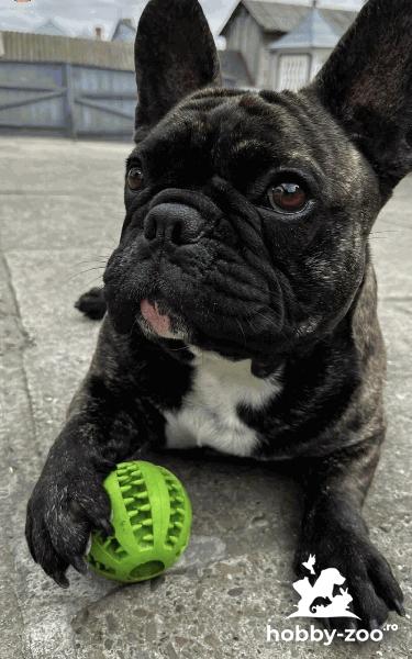 Bulldog francez mascul împerechere