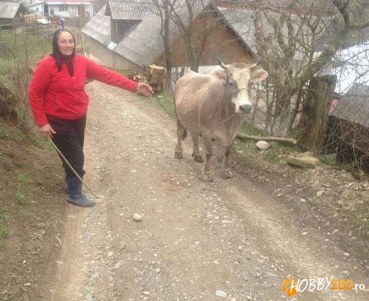 Vand vaca gestanta 9 