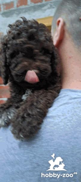 Lagotto Romagnolo cățeluși