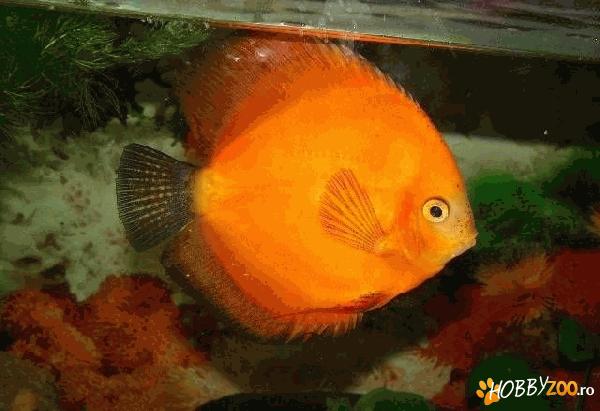 Discusi pigeon si red marlboro