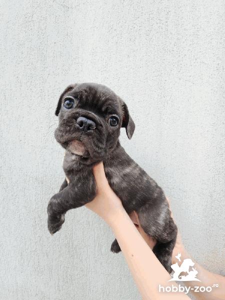 Bulldog Francez, 2 baieti si o fata