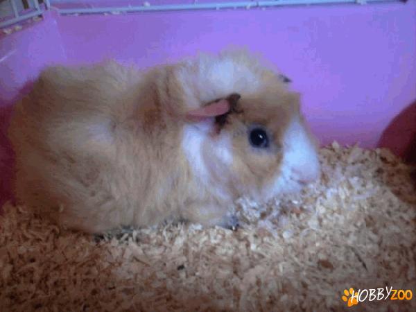 adoptie mascul porcusor de guineea 