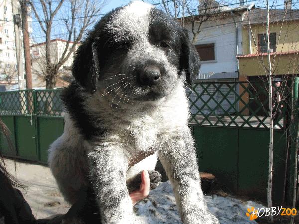 Pierdut/Furat femela metis, 2,5 luni