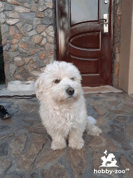 Doresc împerechere....