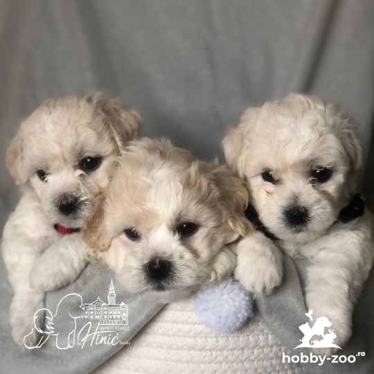 Bichon Frise catelusi de vanzare