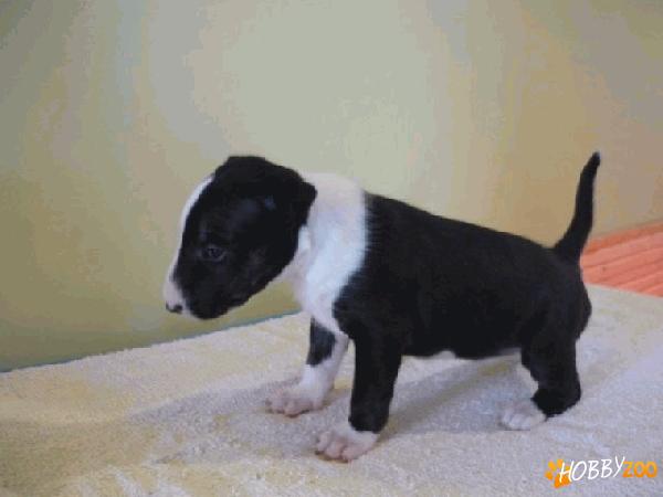 Bullterrier de vanzare la oferta