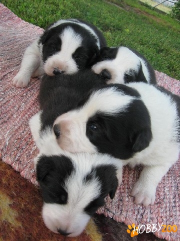 Vand pui Border Collie