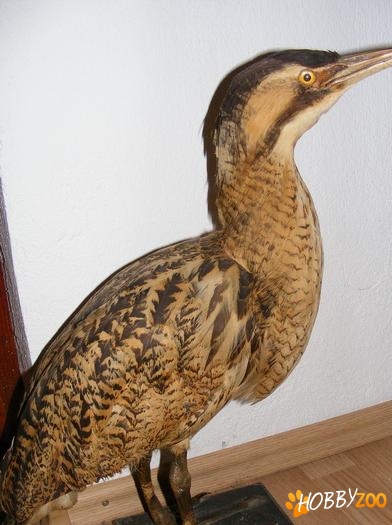 CLUBUL DE VANATOARE BEIUS 