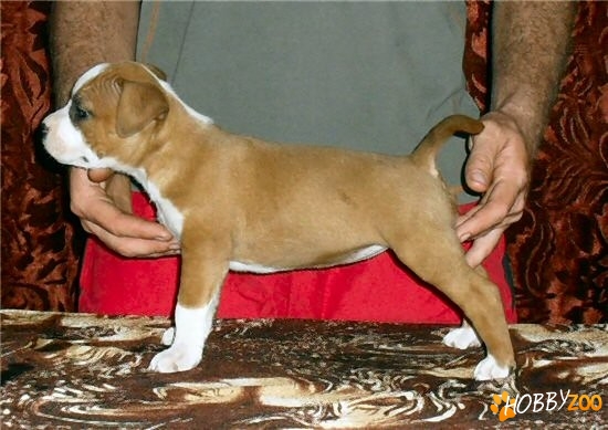 Vand catei de rasa Amstaff