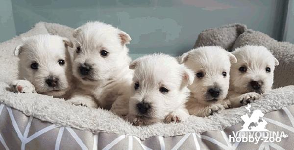 Canisa VOIVODINA white Westie