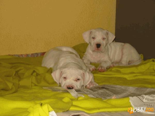 Pui dog argentinian vaccinati