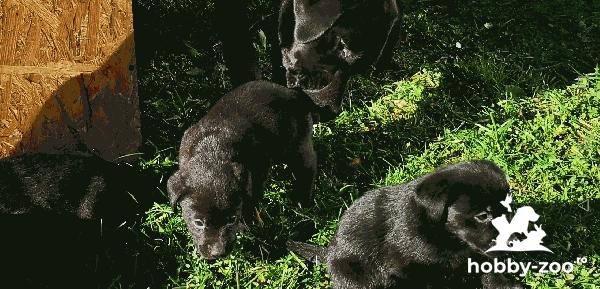 Labradori negri de vanzare 