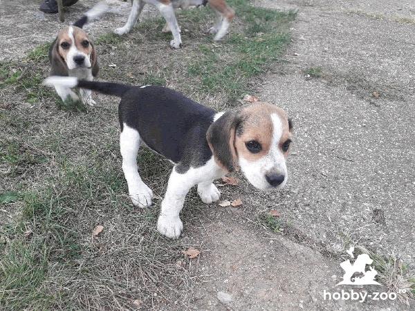 Beagle catelusi de vanzare