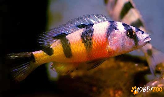 Vand pui ciclide africane