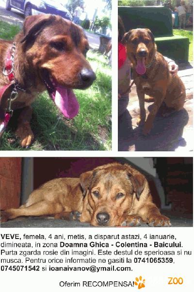 Caine pierdut Colentina