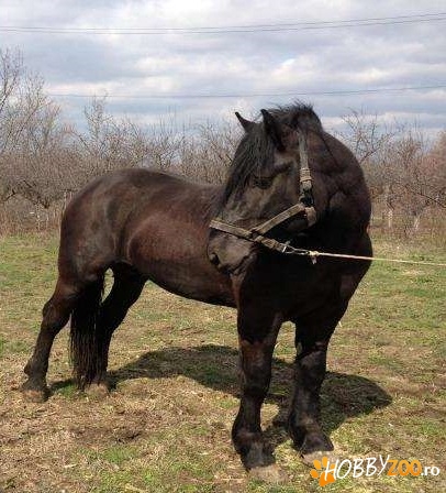 Ofer Armasar semigreu pentru monta