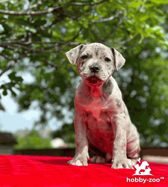 American Pit Bull Terrier catelusi de vanzare