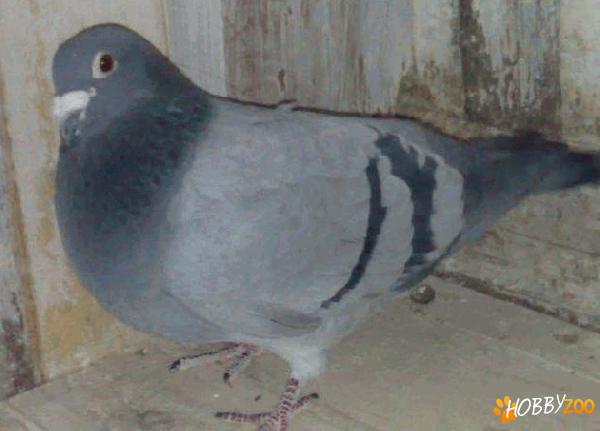 Porumbei Voiajori rezultate