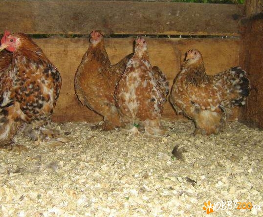 familie cochinchina portelan pitic