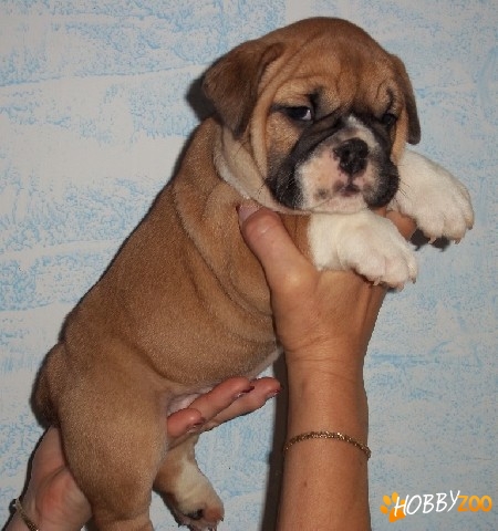 Vand catei Bulldog Englez