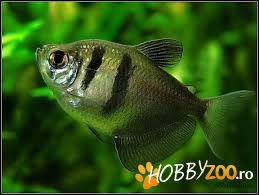  gymnocorymbus ternetzi