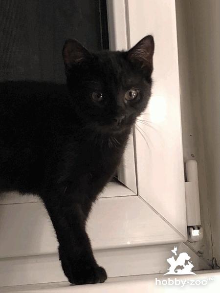 Ninja & Cino: Cauta stapan