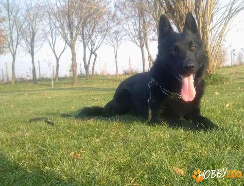 dresaj canin si consiliere