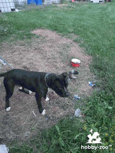 Vand Câine Amstaff (sau schimb pui ciobănesc Asia centrală)