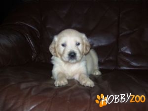 golden retriwer