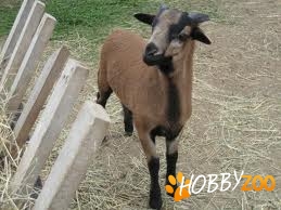oi si berbeci de camerun