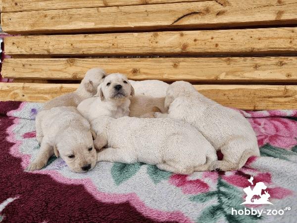Pui Labrador Retriver