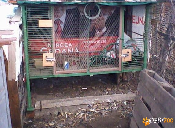 cusca de iepuri din fier