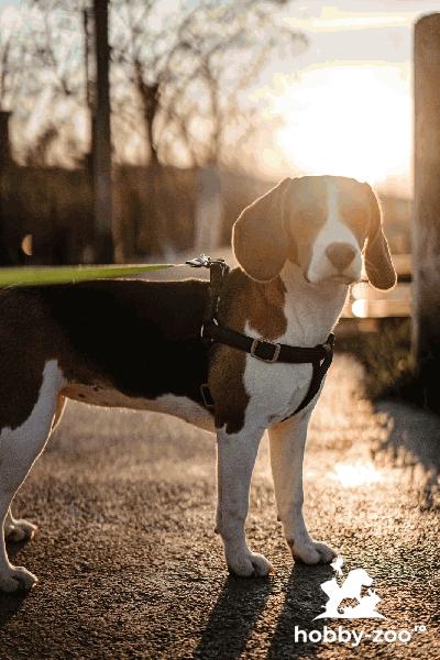 Dora - fetita beagle