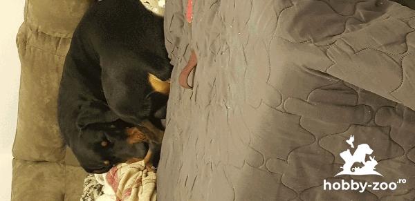 Doberman mascul monta