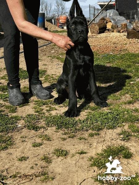 Cautam Familie iubitoare de Cane Corso Italiano