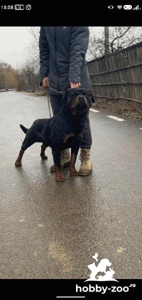Vând mascul rottweiler 