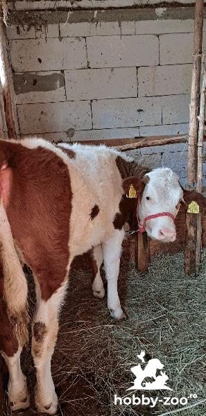 Vițica-bălțat romaneasca