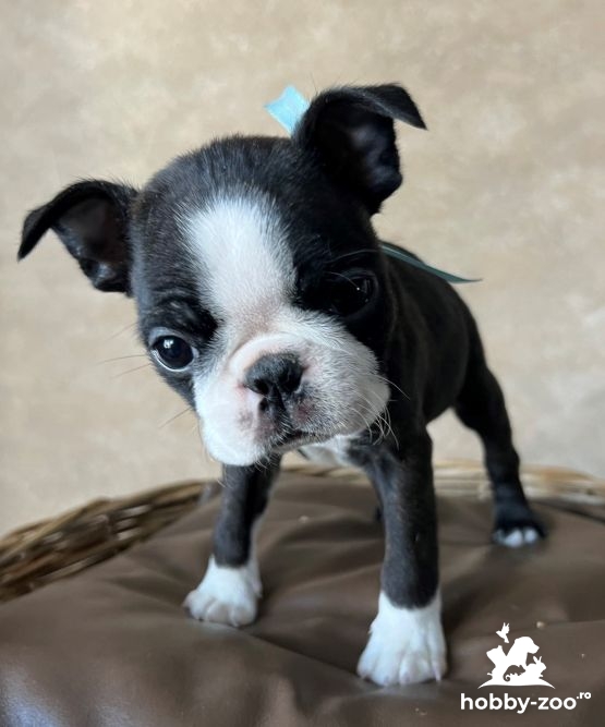 Boston Terrier – cățeluș mascul la vânzare