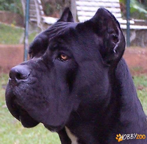 pui de cane corso gri plumb negru